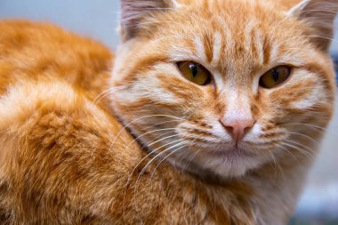 Turuncu kedi, sokak kedisinin portresi..