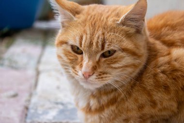 Turuncu kedi, sokak kedisinin portresi..