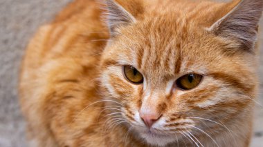 Turuncu kedi, sokak kedisinin portresi..