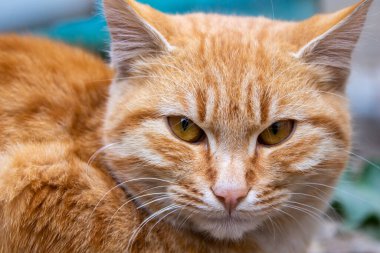 Turuncu kedi, sokak kedisinin portresi..