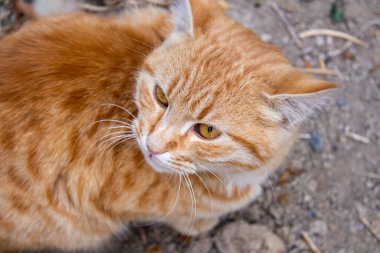 Turuncu kedi, sokak kedisinin en iyi görüntüsü..