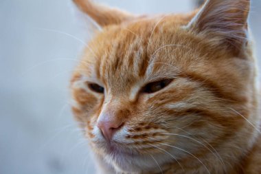 Kapalı kedi portresi, kızgın turuncu sokak kedisi.
