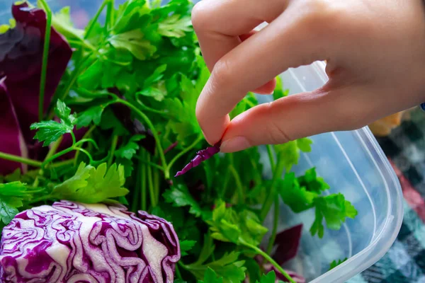 Hand Holding Slice Purple Cabbage Purple Cabbage Fresh Parsley Bowl — Fotografia de Stock