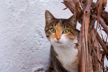 Cute cat in home garden, stray cat looking at camera with curious eyes.