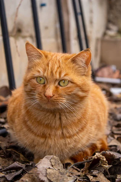 Gato Callejero Jardín Del Hogar Primer Plano Retrato Gato Naranja —  Fotos de Stock