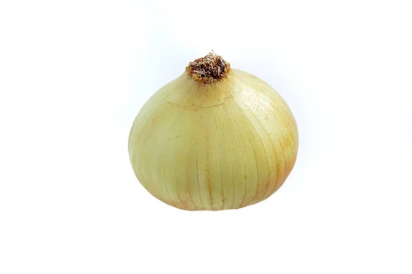 Single Onion Isolated White Background — Stock Photo, Image