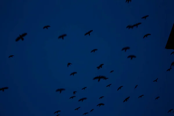 Los Pájaros Vuelan Noche Pájaros Borrosos Cielo Nocturno Concepto Libertad — Foto de Stock