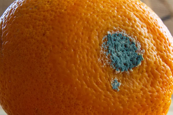 Fruta Laranja Bolorenta Perto Laranja Podre Conceito Desperdiçar Comida Frutas — Fotografia de Stock