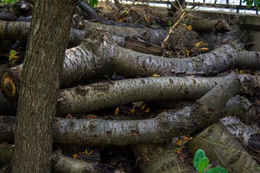 Ağaç günlükleri yığılı kesmek.