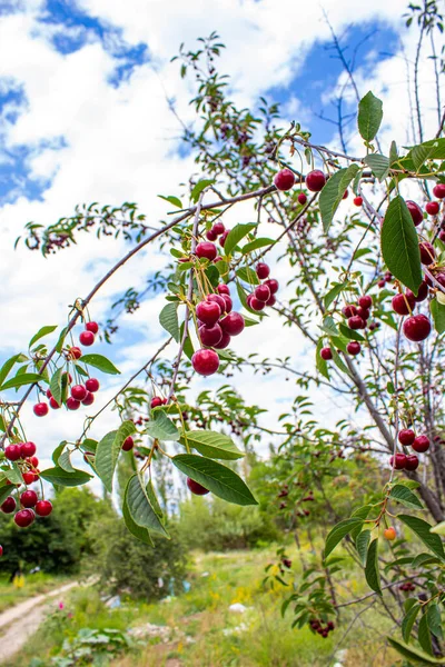 Bacche Ciliegia Acide Appese Ramo Albero Ciliegio Acido Nel Frutteto — Foto Stock