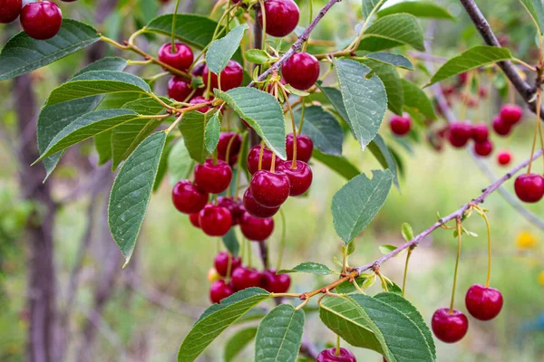 Sour Cherry Berries Hanging Branch Sour Cherry Tree Orchard Agriculture — Stock Photo, Image