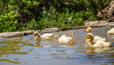 Sarı kazların yakın çekim fotoğrafı. Gölette yüzen bir grup yavru kaz..