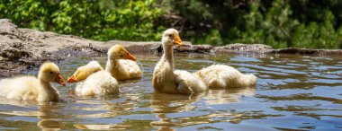 Sarı kazların yakın çekim fotoğrafı. Gölette yüzen bir grup yavru kaz..