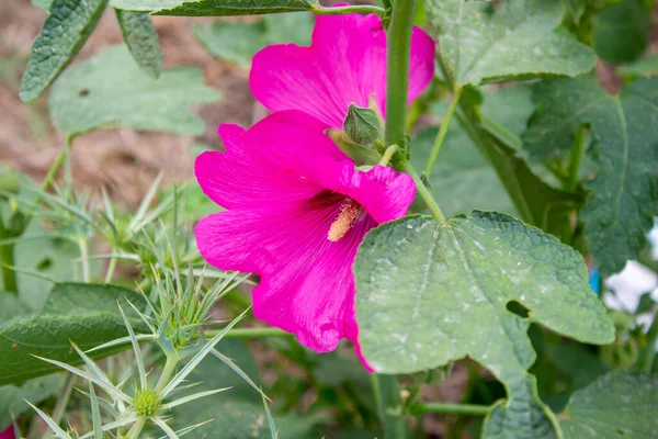 Крупним Планом Фото Рожевої Квітки Гібіскуса Квітковий Фон — стокове фото
