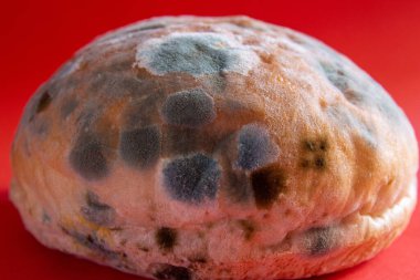 Küflü ekmek. Kırmızı arka planda çürük ekmeğin yakın plan fotoğrafı. Uzun zamandır bekliyorum. Yemek israfı kavramı. Küf kaplı yiyecek..