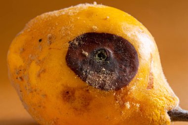 Küflü ayva. Çürük ayva meyvesinin yakın plan fotoğrafı. Yemek israfı kavramı. Küf yiyecekleri kaplamıştı. Uzun zamandır bekliyorum..