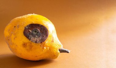 Küflü ayva. Renkli arka planda çürük ayva meyvesinin yakın plan fotoğrafı ve metin için yer var. Yemek israfı kavramı. Küf yiyecekleri kaplamıştı. Uzun zamandır bekliyorum..