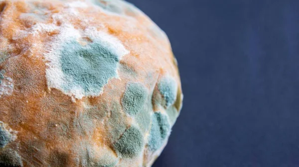 Moldy Bread Closeup Photo Rotten Bread Black Background Space Text — Stock Photo, Image