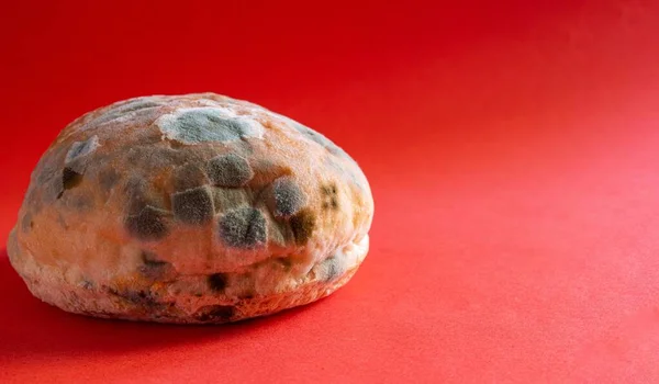 Schimmeliges Brot Nahaufnahme Foto Von Faulem Brot Auf Rotem Hintergrund — Stockfoto