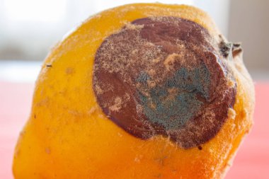 Küflü ayva. Çürük ayva meyvesinin yakın plan fotoğrafı. Yemek israfı kavramı. Küf yiyecekleri kaplamıştı. Uzun zamandır bekliyorum..