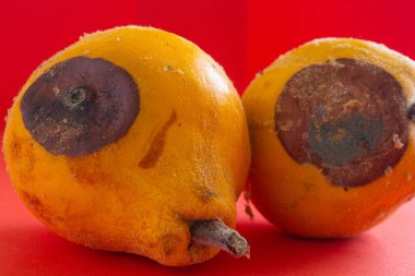 Küflü ayva. Kırmızı arka planda çürük ayva meyvesinin yakın plan fotoğrafı. Yemek israfı kavramı. Küf yiyecekleri kaplamıştı. Uzun zamandır bekliyorum..