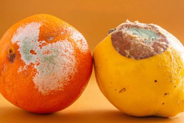 Küflü meyveler. Çürük portakal ve bıldırcın renginde yakın plan fotoğraf. Küf yiyecekleri kaplamıştı. Yiyecek israfı kavramı.