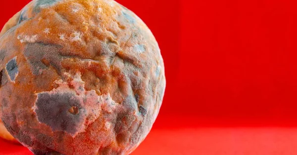 Moldy Bread Closeup Photo Rotten Bread Red Background Space Text — Stock Photo, Image