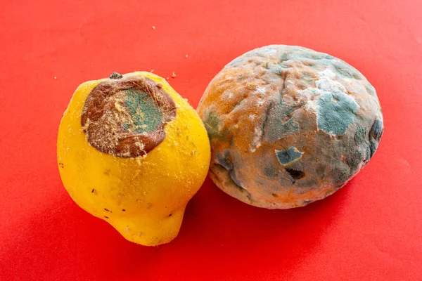 Moldy foods. Top view of rotten bread and quince on isolated red background. Mildew covered bread and fruit. Concept of wasting food.