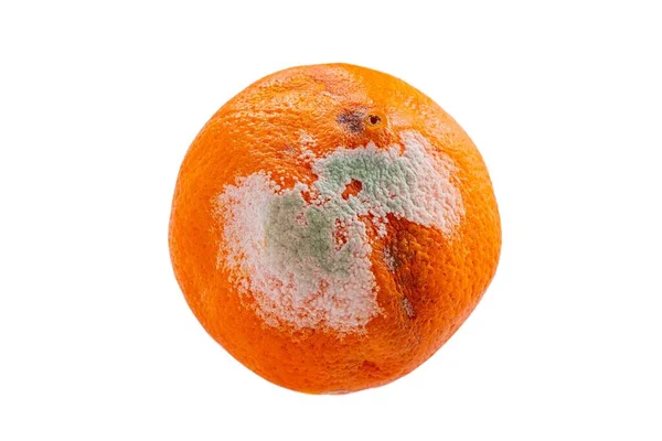 カビのオレンジ 白い背景に孤立した腐ったオレンジ色の果実のクローズアップ写真 カビが食料を覆っていた 長い間待ってる — ストック写真