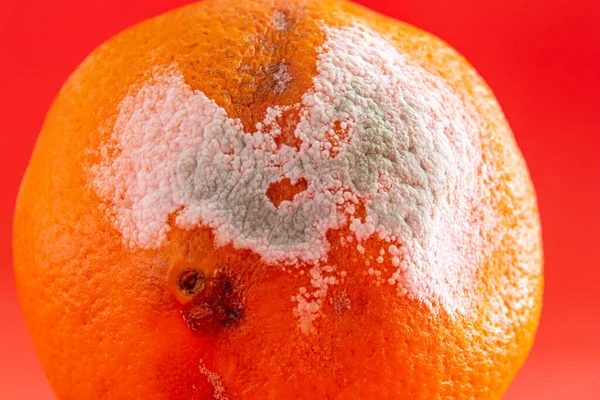 Schimmelige Orange Nahaufnahme Foto Von Faulen Orangen Früchten Auf Rotem — Stockfoto