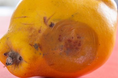 Çürük ayva. Küflü ayva meyvesinin yakın çekimi. Yemek israfı kavramı. Küf yiyecekleri kaplamıştı. Uzun zamandır bekliyorum..