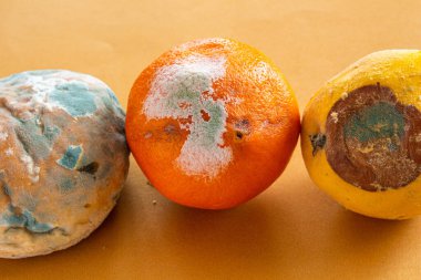 Küflü yiyecekler. Çürük ekmek manzarası, turuncu ve bıldırcın rengi. Küf kaplı ekmek ve meyve. Yiyecek israfı kavramı.