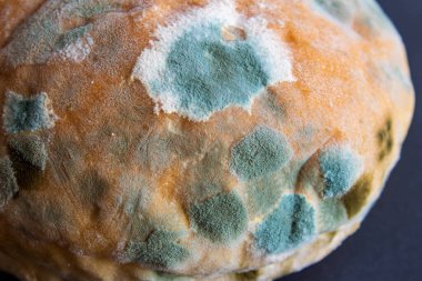 Küflü ekmek. Çürük ekmeğin yakın plan fotoğrafı. Uzun zamandır bekliyorum. Yemek israfı kavramı. Küf kaplı yiyecek..