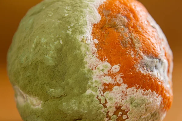 Schimmelige Orange Nahaufnahme Foto Von Faulen Orangen Früchten Auf Farbigem — Stockfoto