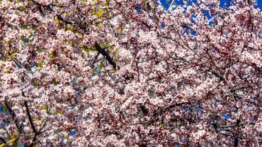 Çiçek arka planı. Ağaç dalında güzel çiçekler.