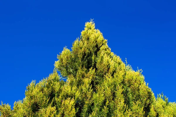 松树枝干与蓝天背景相映衬 底部视图 — 图库照片