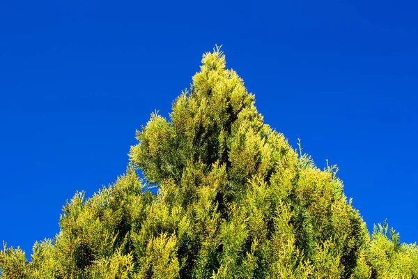 Kiefernzweige Vor Blauem Himmel Ansicht Von Unten — Stockfoto