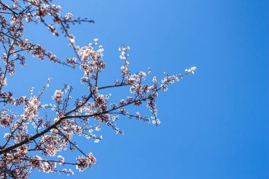 Çiçek arka planı. Ağaç dalında güzel çiçekler.