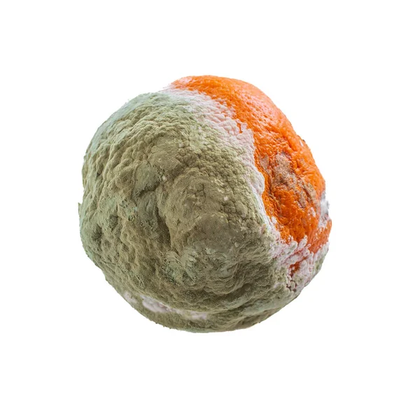 Schimmelige Orange Nahaufnahme Foto Von Faulen Orangen Früchten Isoliert Auf — Stockfoto