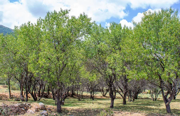 Almond Trees Orchard Agriculture Background Photo — стоковое фото