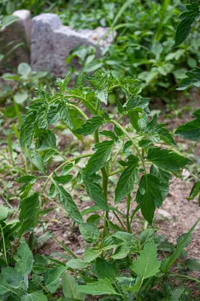 园子里番茄植物的合影 农业概念背景 — 图库照片