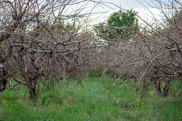 Dried Trees Abandoned Orchard — Zdjęcie stockowe