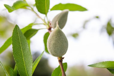 Ağaç dallarında olgunlaşmamış bademler asılı. Yeşil bademlerin yakın plan fotoğrafı..