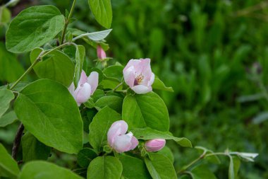 Ayva dalları ve çiçekler. Meyve bahçesindeki ayva ağacı. Tarım arka plan fotoğrafı.