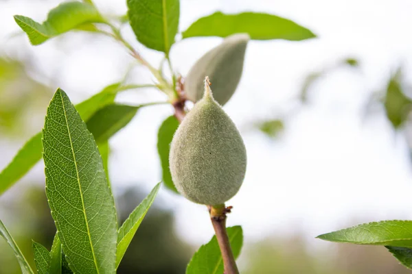 Ağaç dallarında olgunlaşmamış bademler asılı. Yeşil bademlerin yakın plan fotoğrafı..