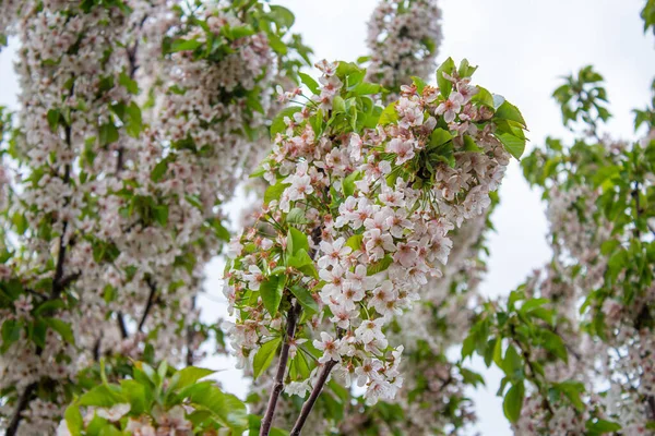 Cherry Flowers Branches Spring Flowers Background Photo Cherry Blossom — Fotografie, imagine de stoc