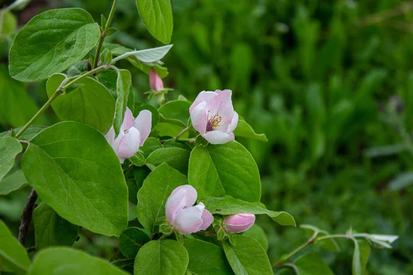 Ayva dalları ve çiçekler. Meyve bahçesindeki ayva ağacı. Tarım arka plan fotoğrafı.