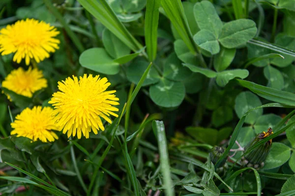 Dandelion Flower Green Nature Background Closeup Photo Yellow Dandelion — Stockfoto