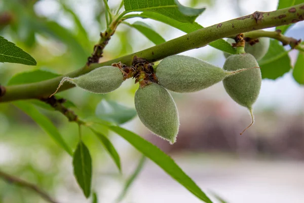未成熟的杏仁挂在树枝上 绿色杏仁的特写照片 — 图库照片