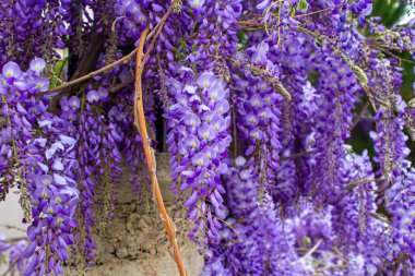 Wisteria sinensis. Japon Wisteria çiçeklerinin yakın plan fotoğrafı. Gelişmiş arka plan. Bahçede mor çiçekler.